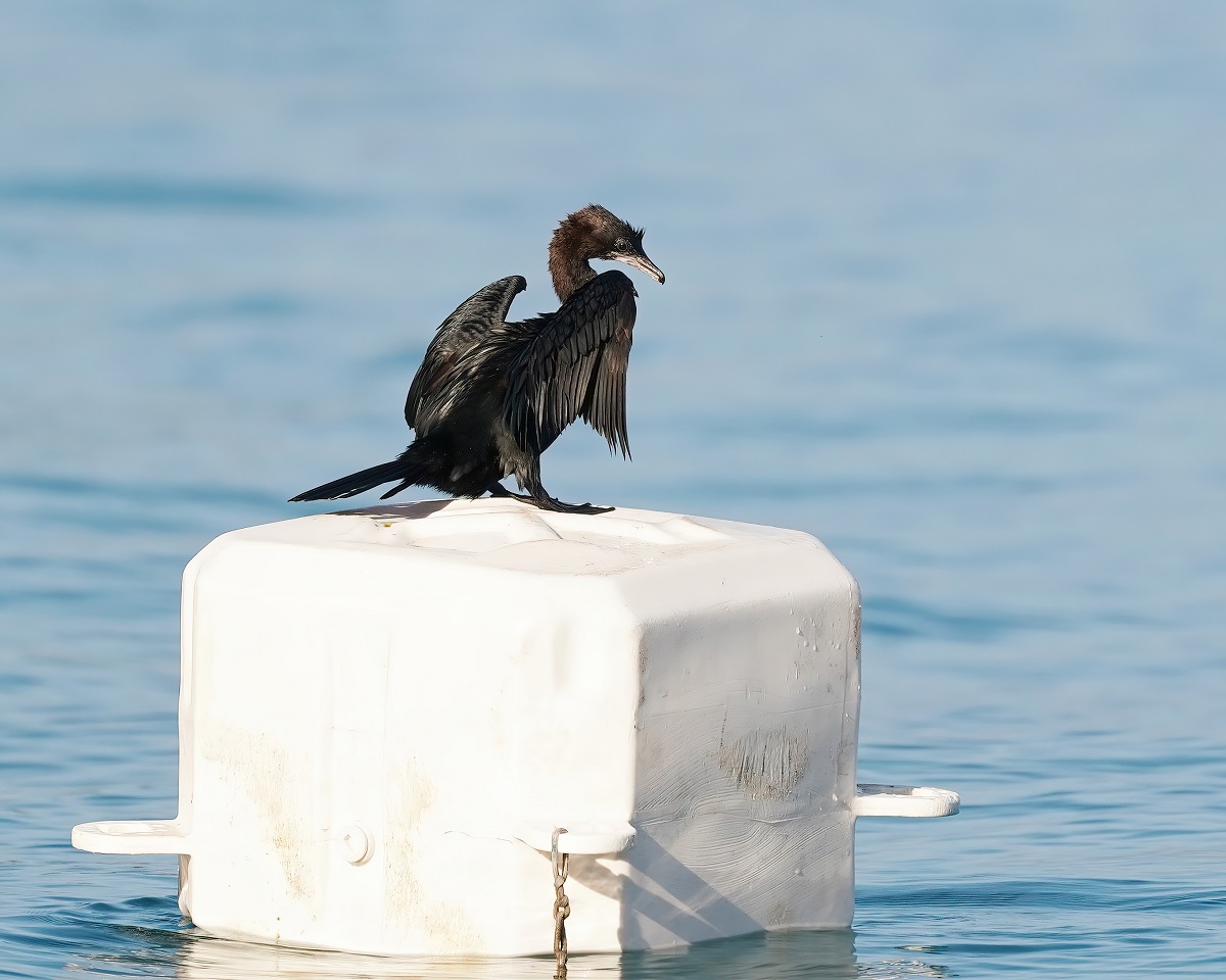 Dwergaalscholver / Pygmy Cormorant