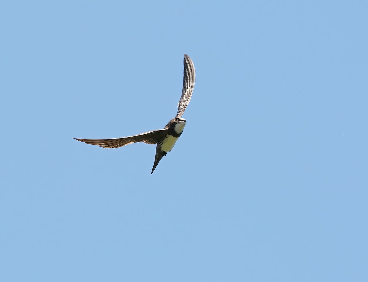 Alpengierzwaluw / Alpine Swift