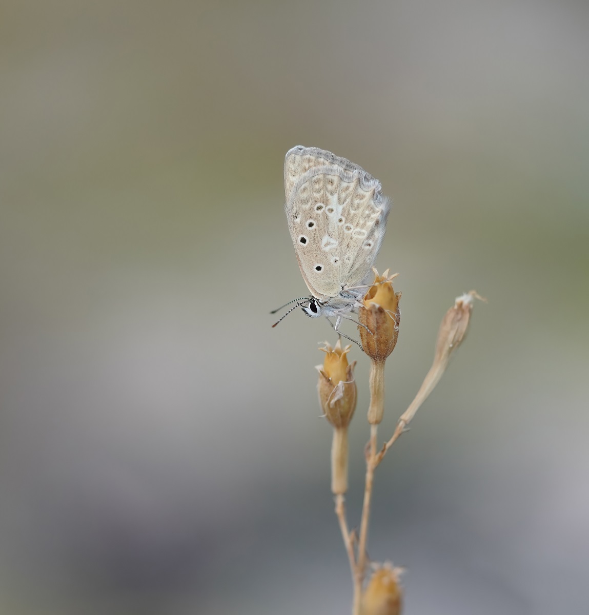 Getand Blauwtje / Meleagers Blue