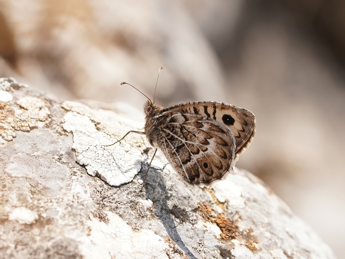 Grauwe Heremiet / Grey Asian Grayling