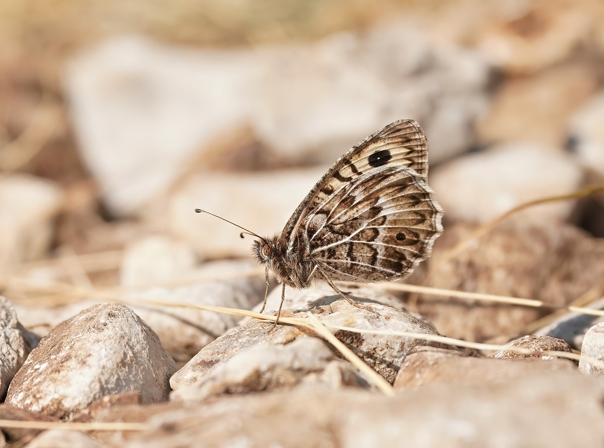 Grauwe Heremiet / Grey Asian Grayling