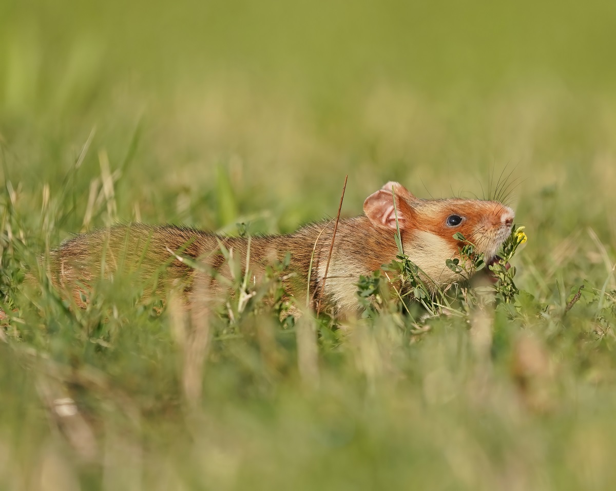Europese Hamster / European Hamster