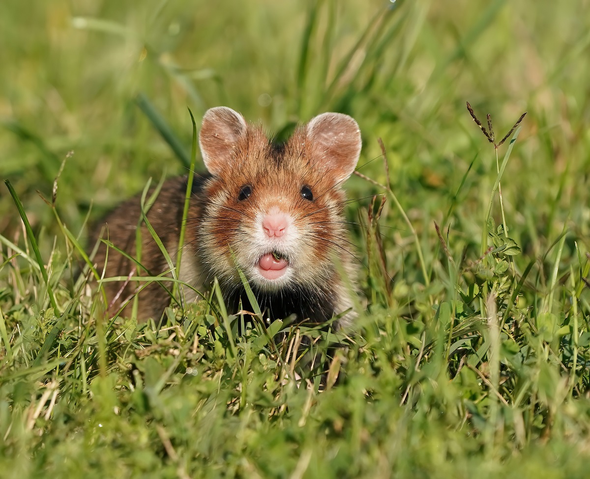Europese Hamster / European Hamster