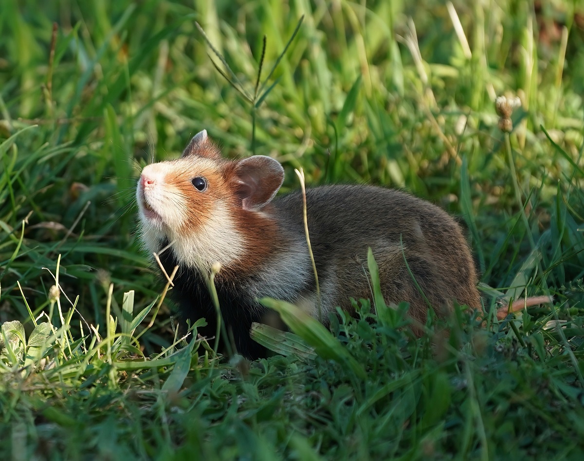 Europese Hamster / European Hamster