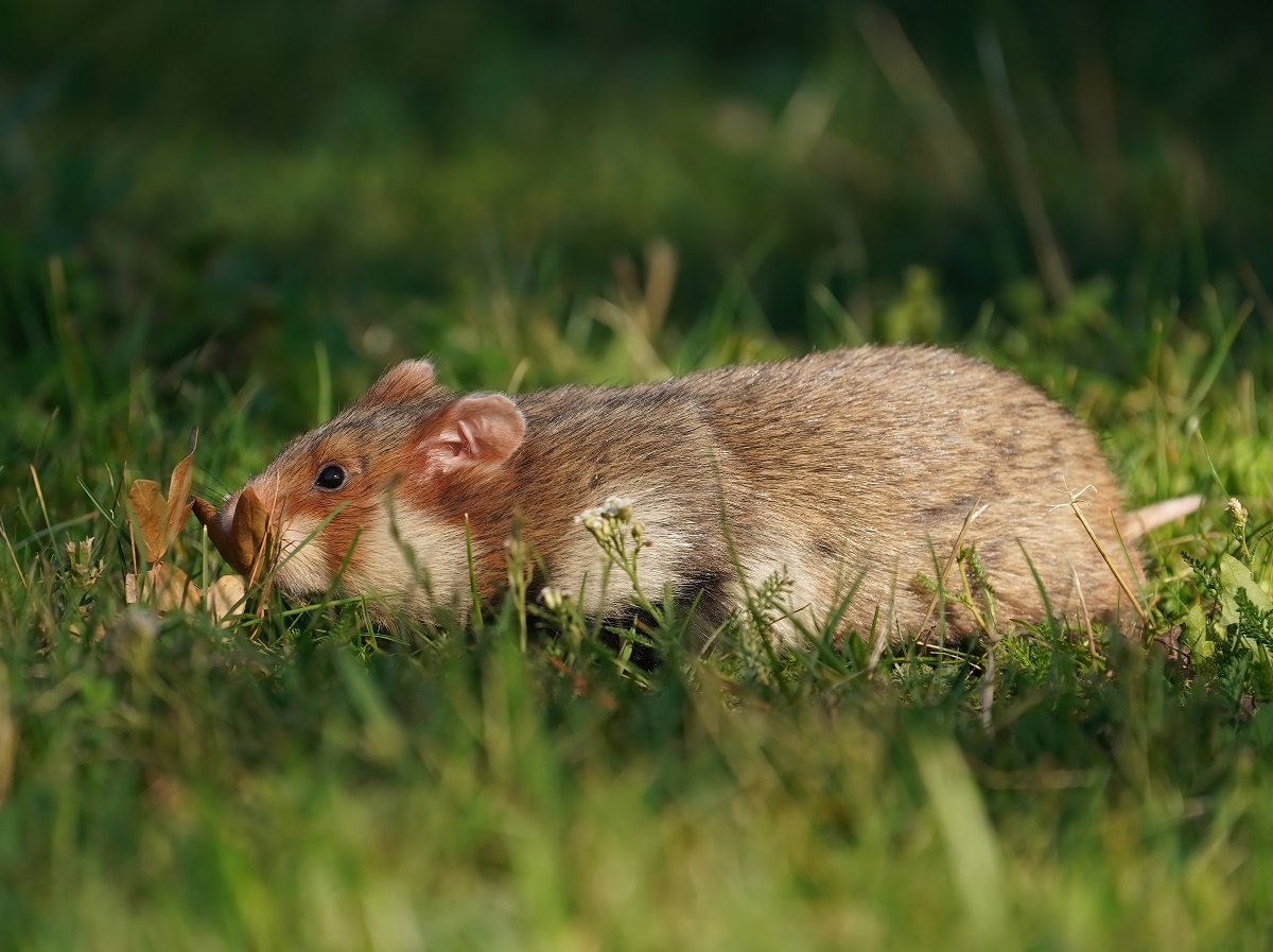 Europese Hamster / European Hamster