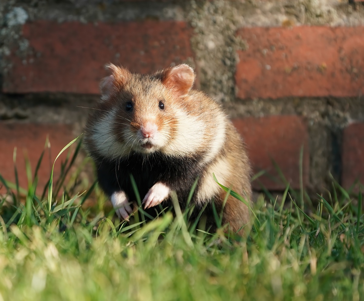 Europese Hamster / European Hamster