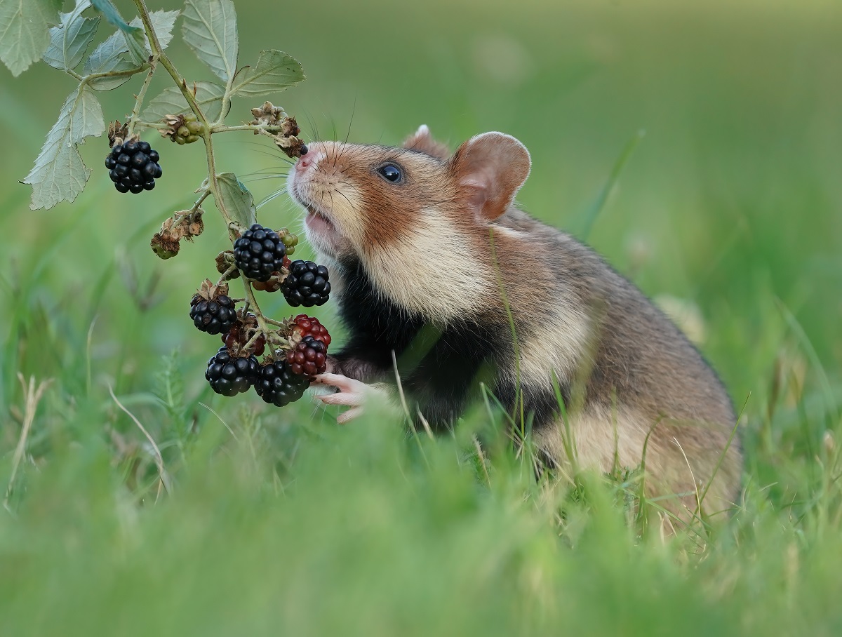 Europese Hamster / European Hamster