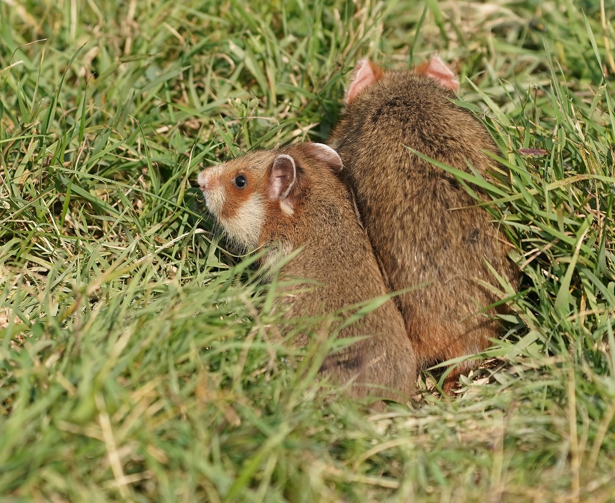 Europese Hamster / European Hamster