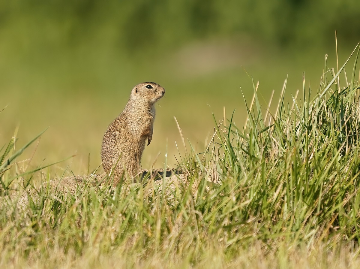 Siesel / European Ground Squirrel