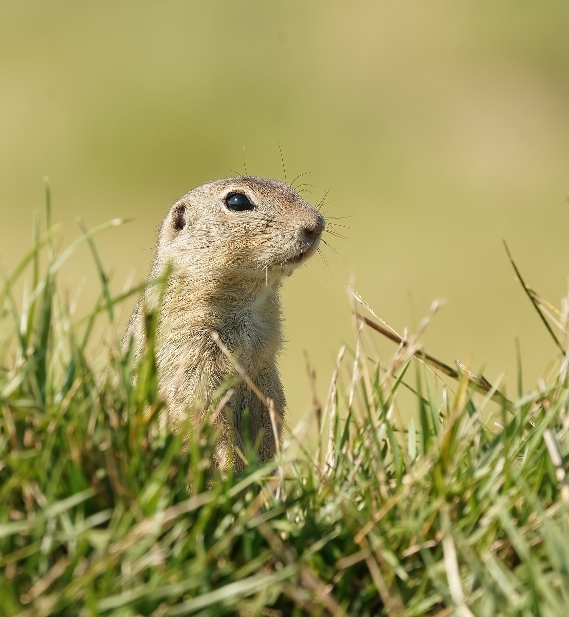 Siesel / European Ground Squirrel