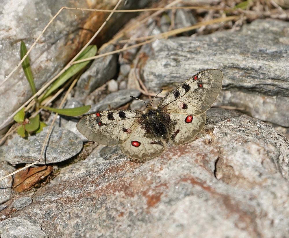 Kleine Apollovlinder / Small Apollo