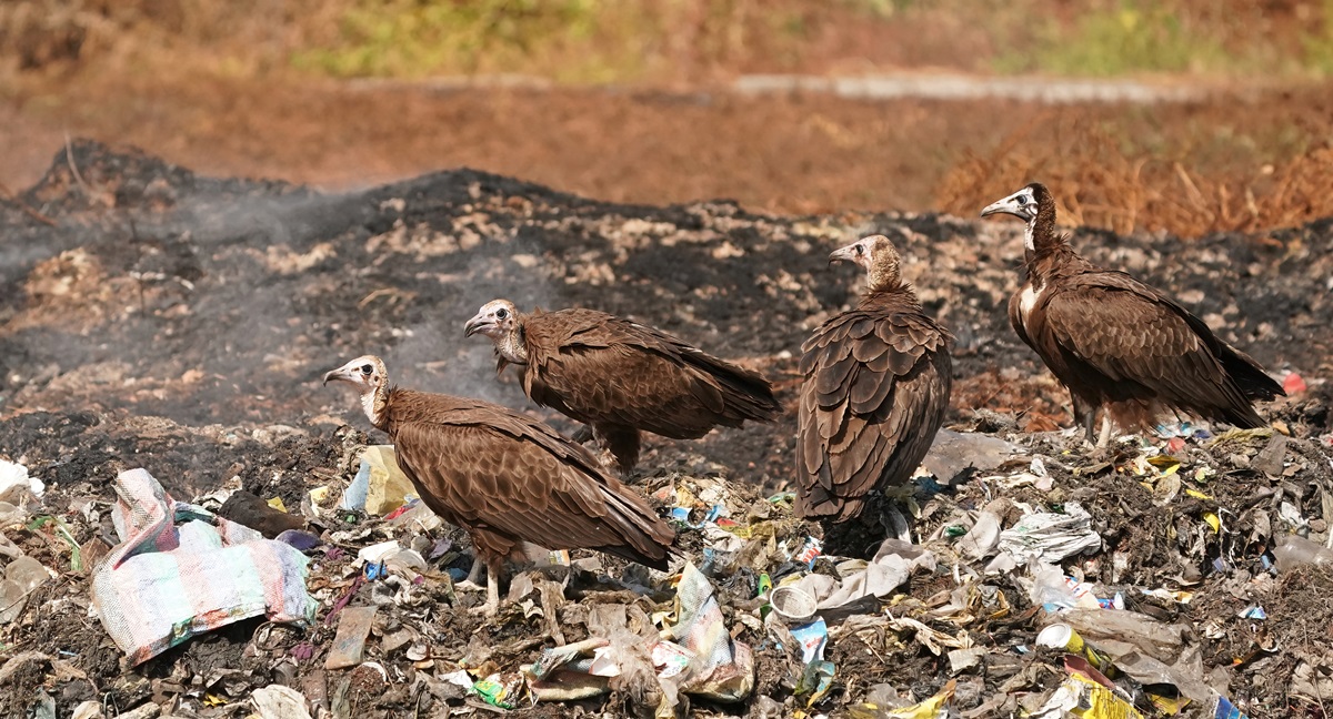 Kapgier / Hooded Vulture