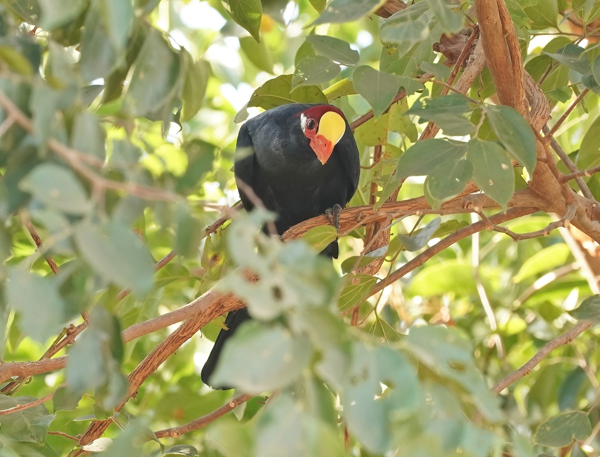 Violette Toerako / Violet Turaco