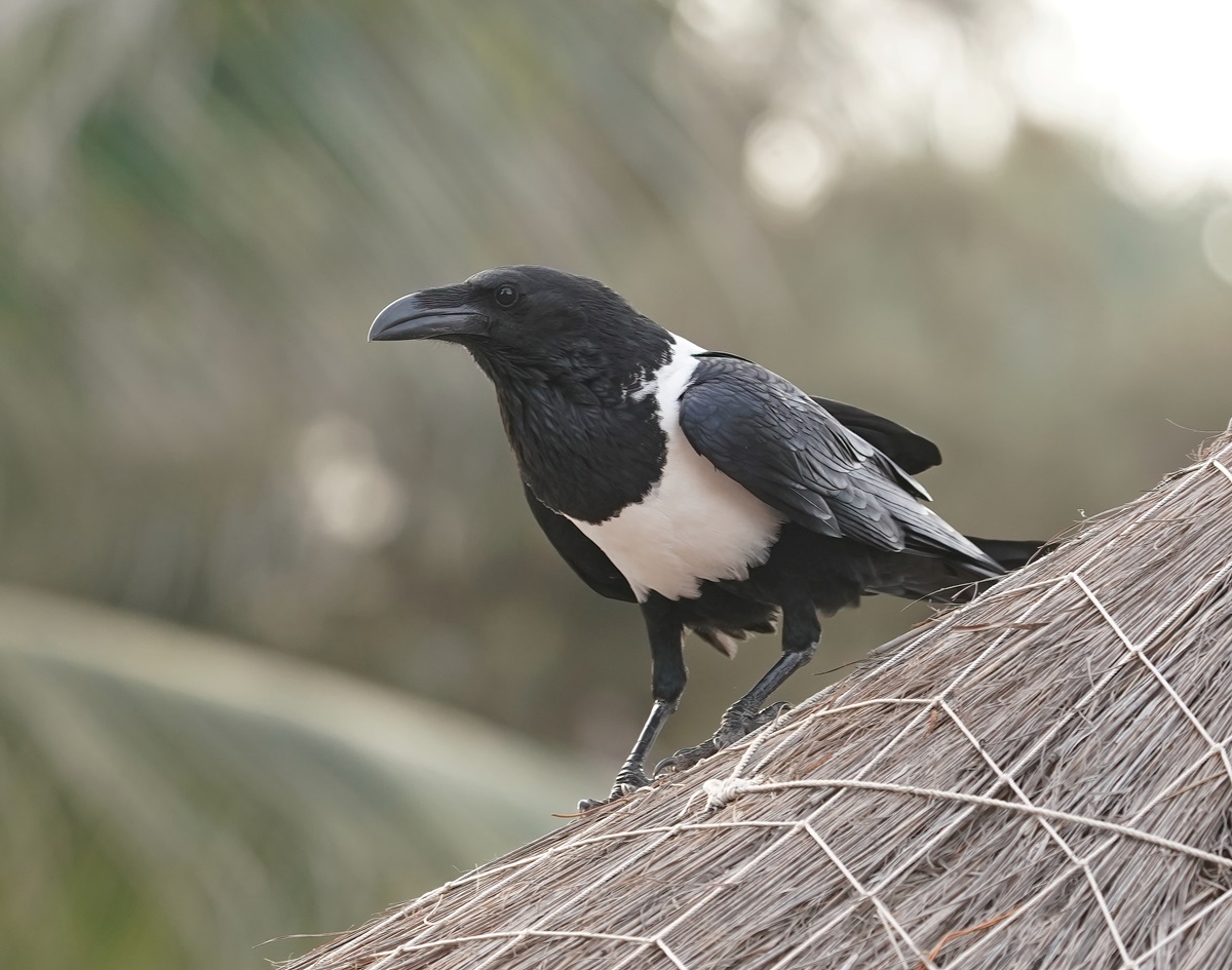 Schildraaf / Pied Crow