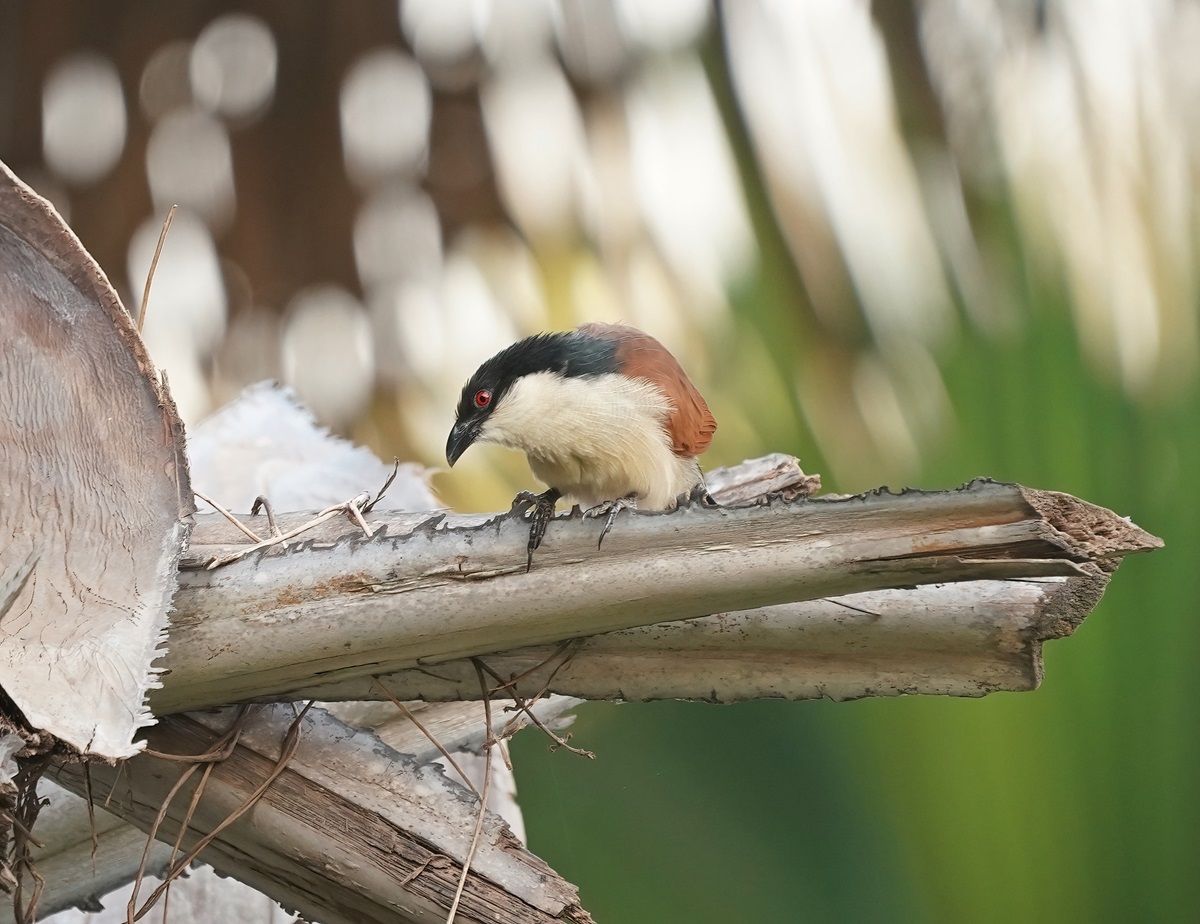 Senegalese spoorkoekoek / Senegal Coucal