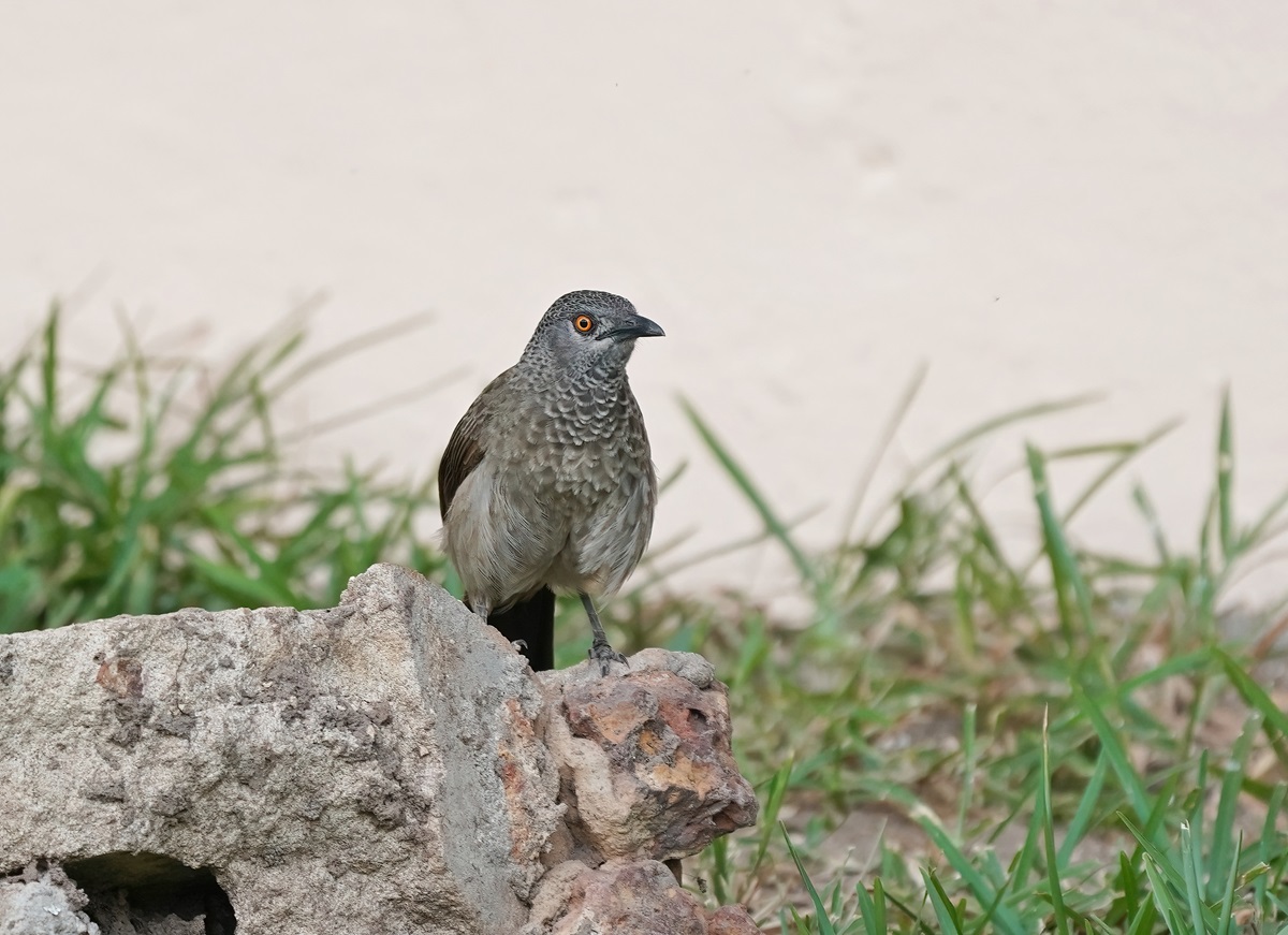 Sahelbabbelaar / Brown Babbler