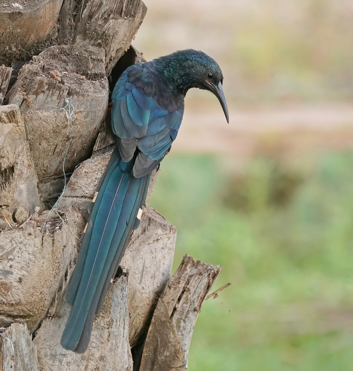 Groene Kakelaar / Green Wood-hoopoe
