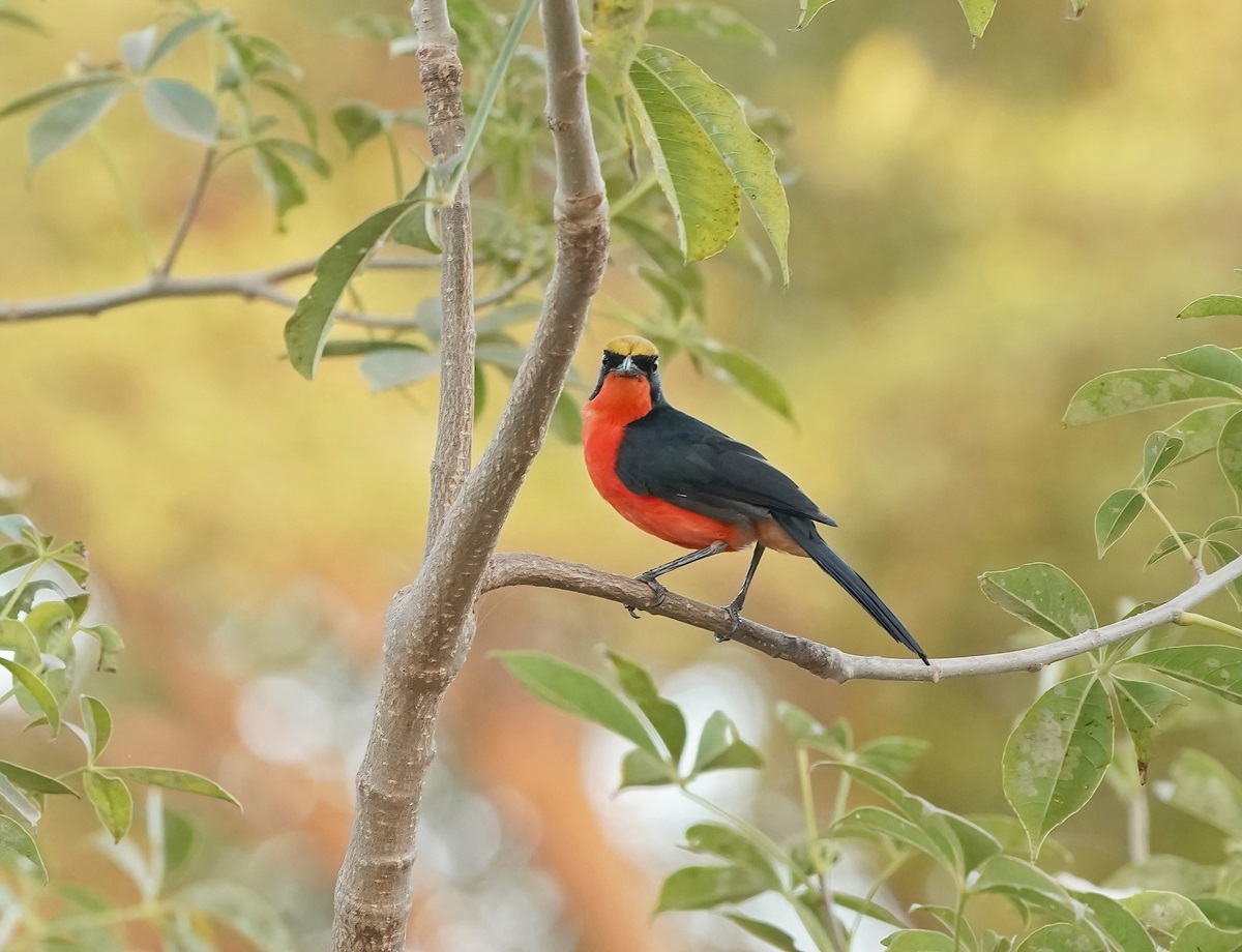 Goudkapfiskaal / Yellow-crowned Gonolek