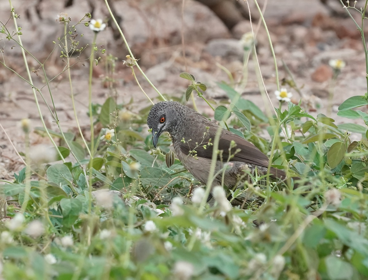 Sahelbabbelaar / Brown Babbler