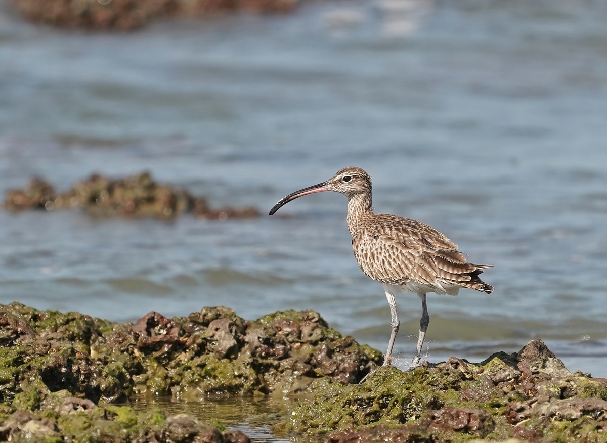Regenwulp / Eurasian Whimbrel