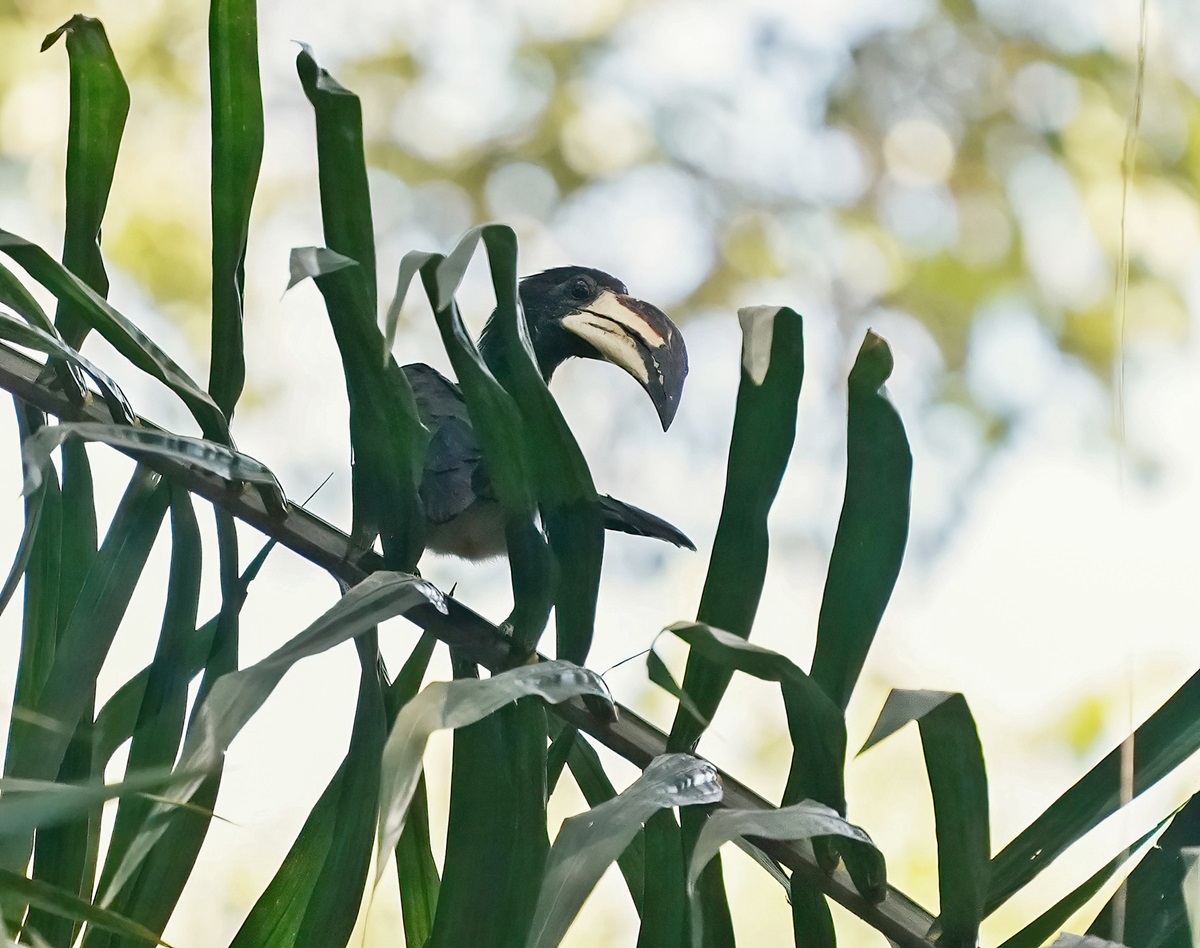 Congolese Bonte Tok / African Pied Hornbill