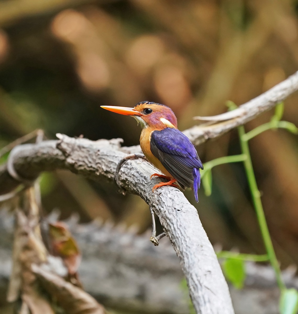 Afrikaanse Dwergijsvogel  / African Pygmy Kingfisher