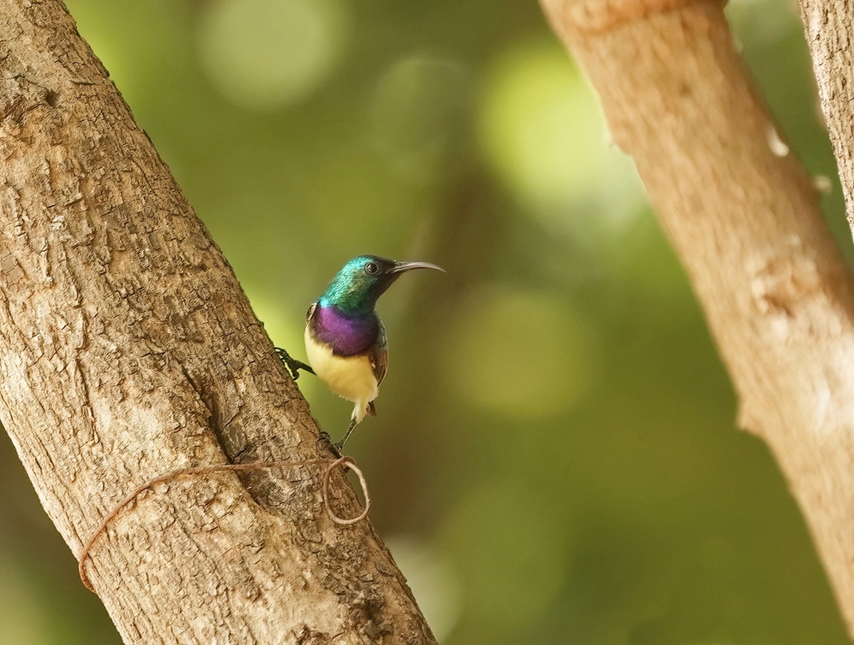 Ornaathoningzuiger / Variable Sunbird