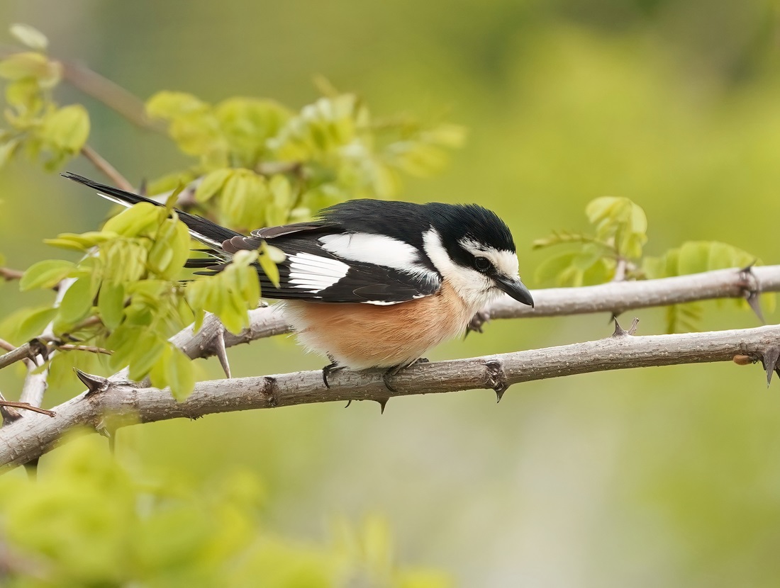 Maskerklauwier / Masked Shrike