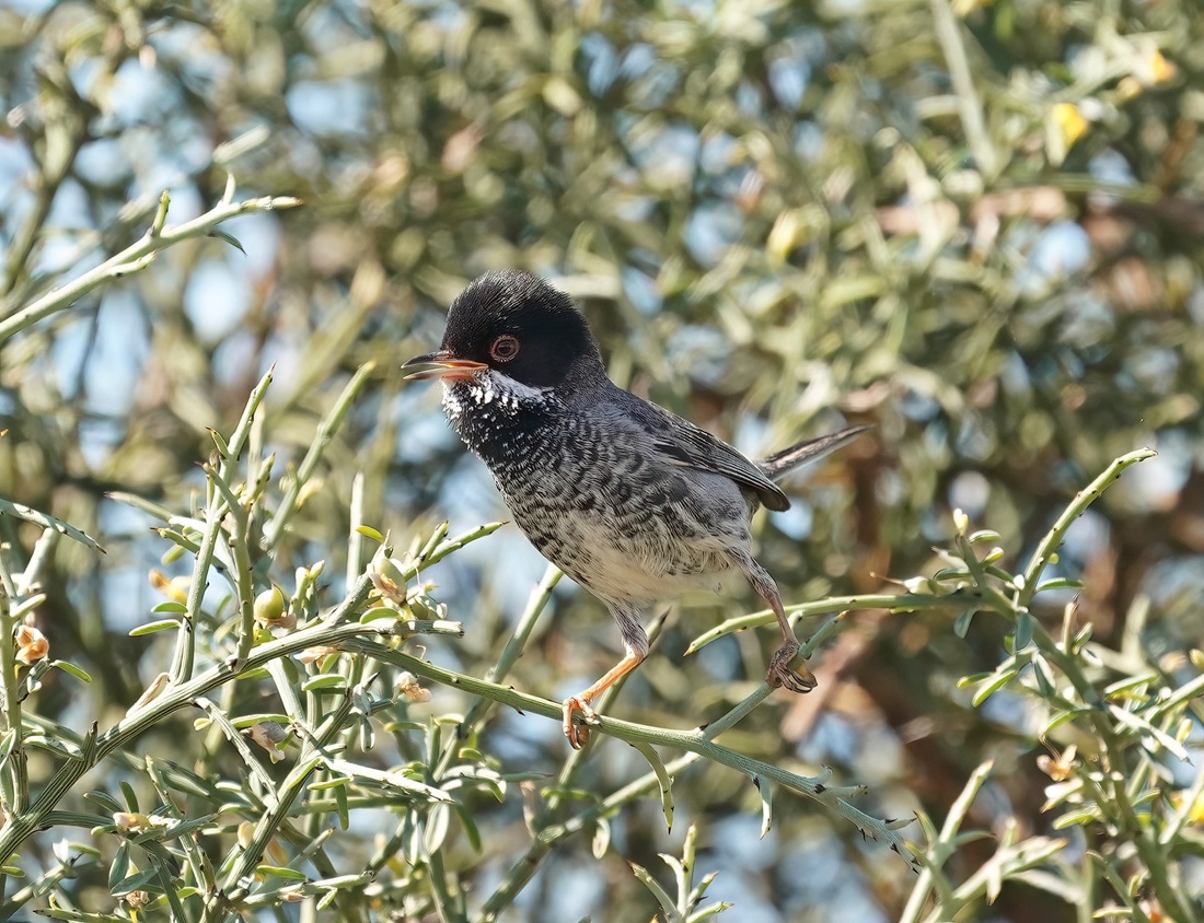 Cyprusgrasmus / Cyprus Warbler
