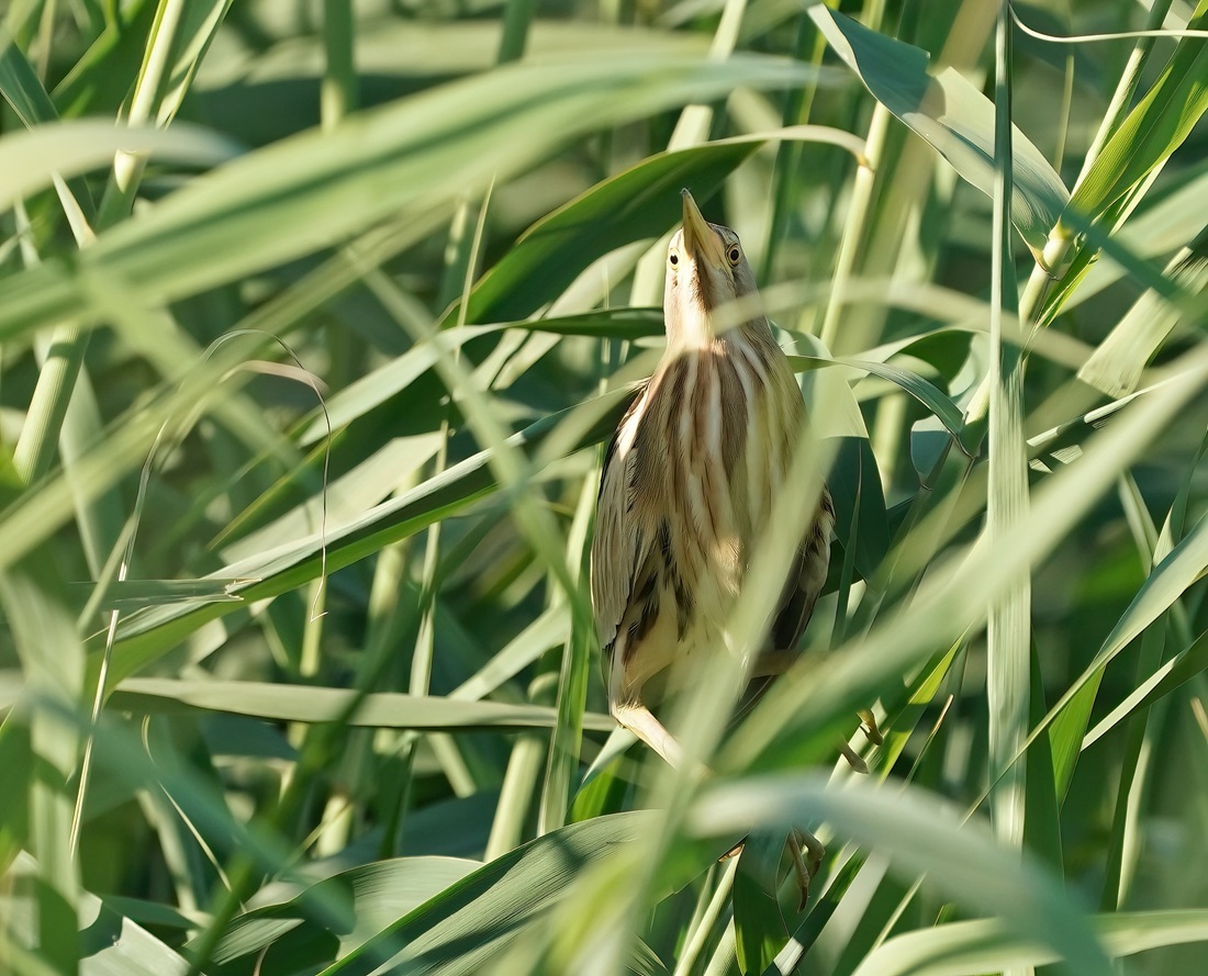 Woudaapje / Little Bittern