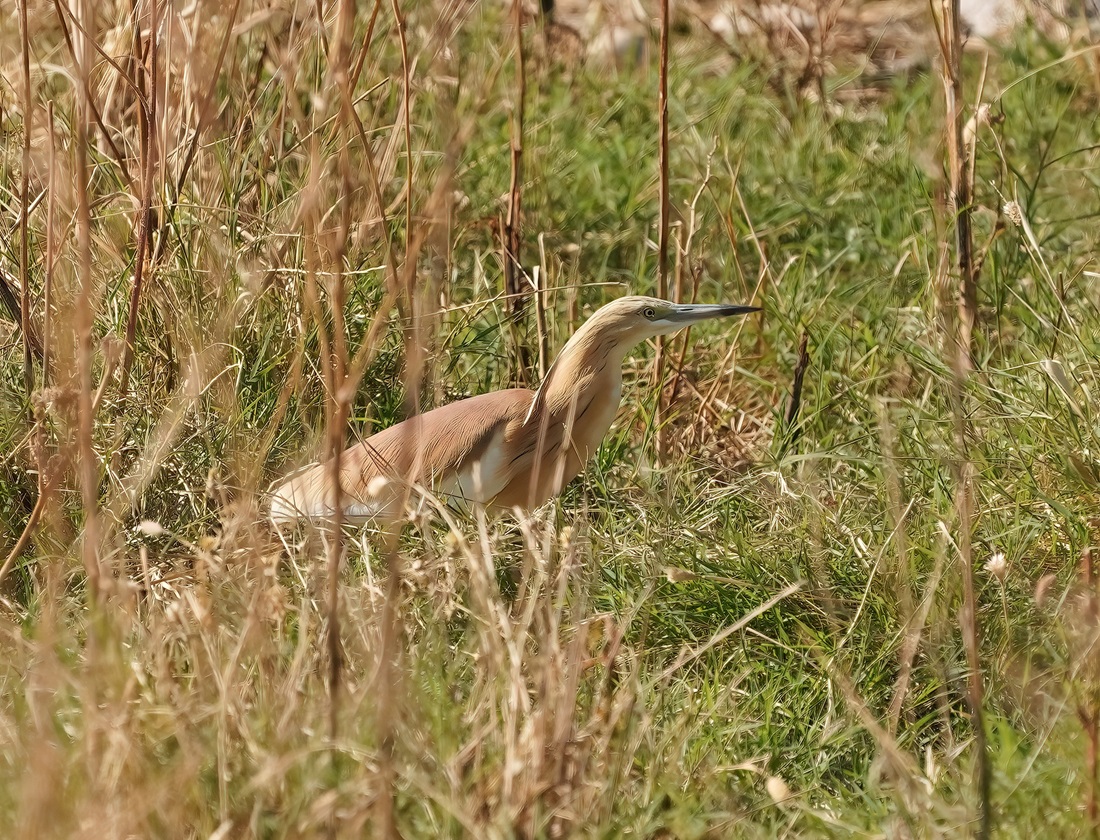 Ralreiger / Squacco Heron