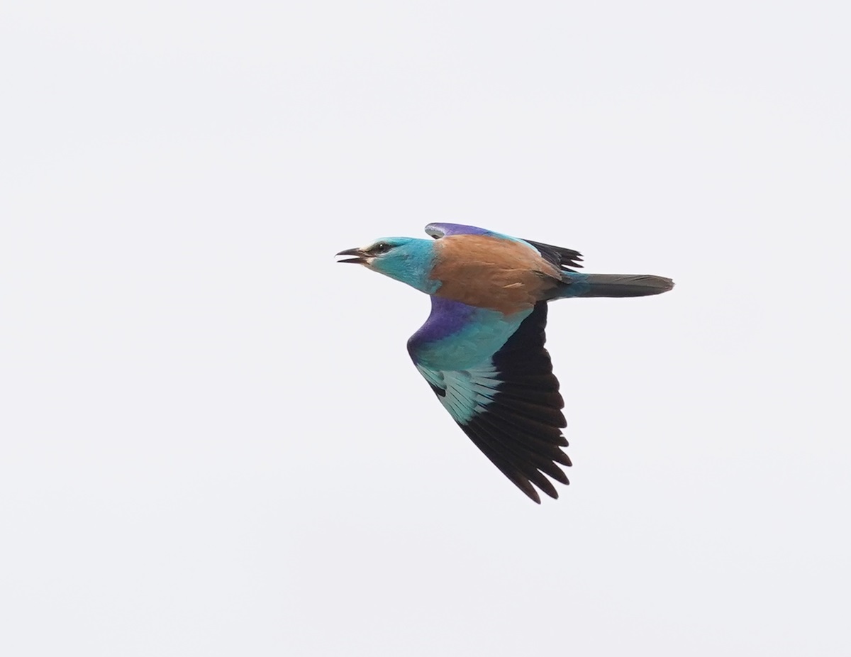 Scharrelaar / European Roller