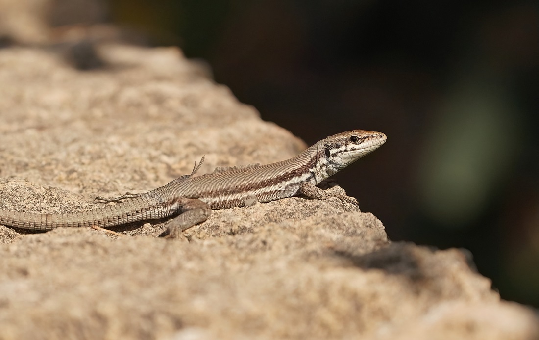 Troödoshagedis / Troodos Rock Lizard