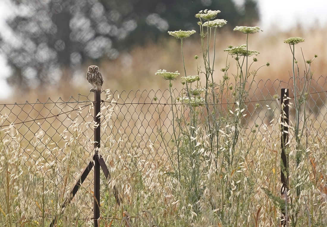 Steenuil / Little Owl
