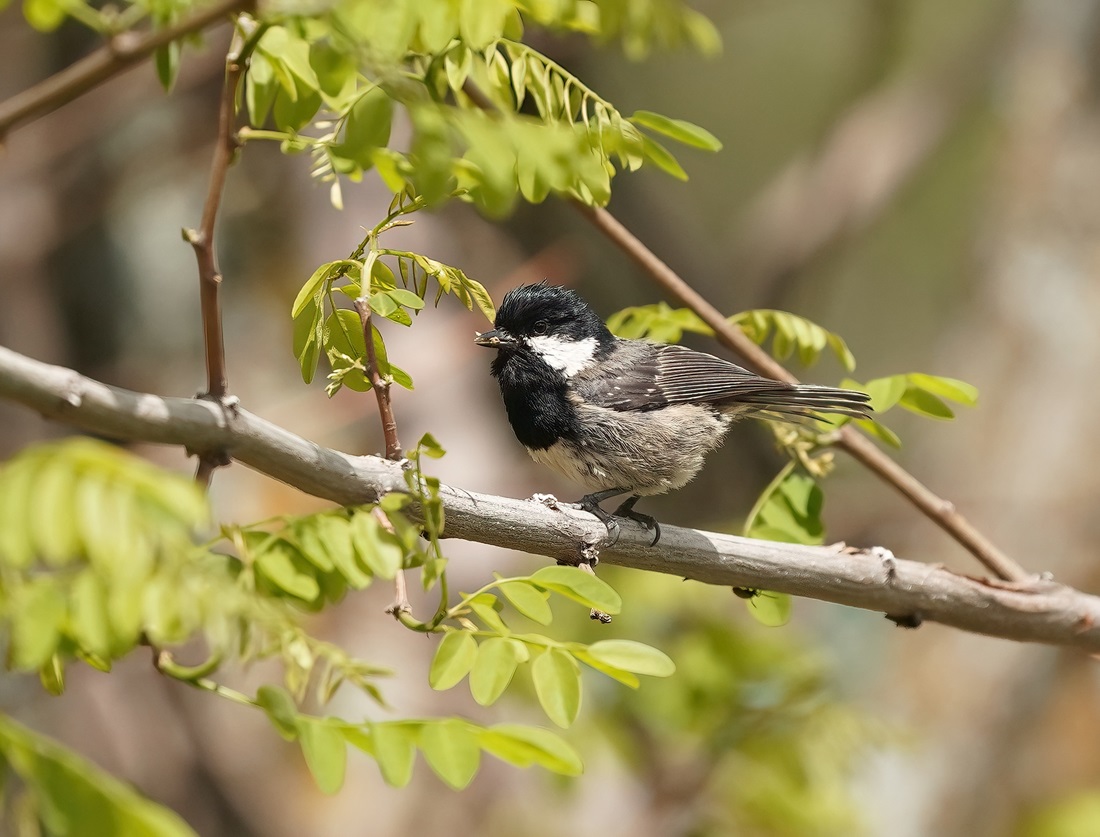 Zwarte Mees ssp cypriotes / Cyprus Coal Tit
