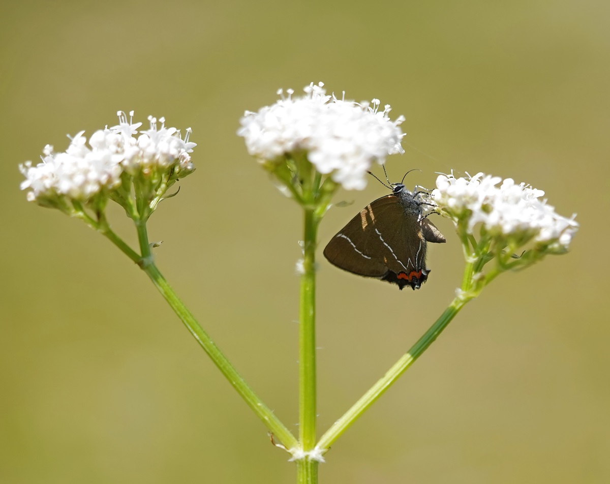 Iepenpage / White-letter Hairstreak