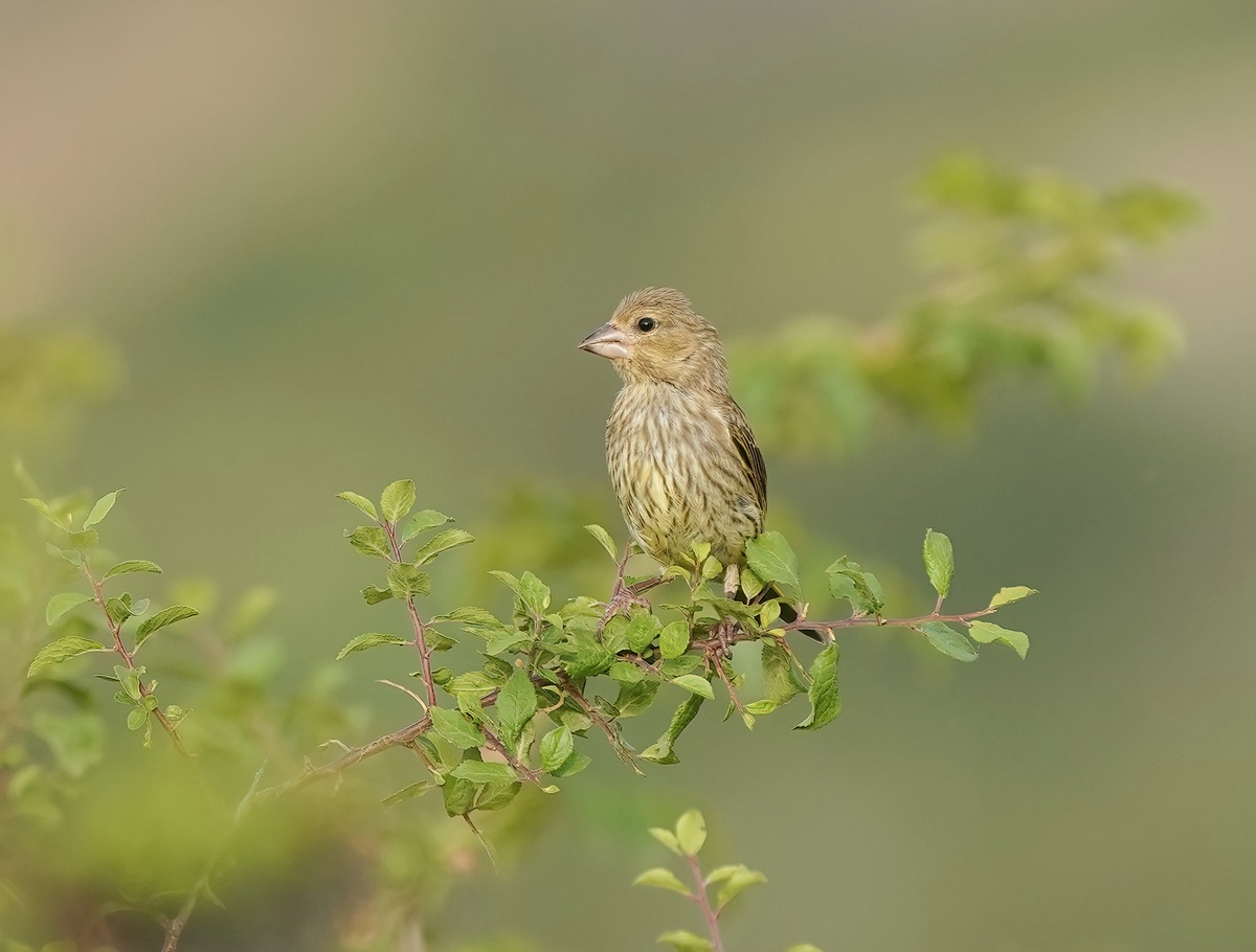Groenling / European Greenfinch