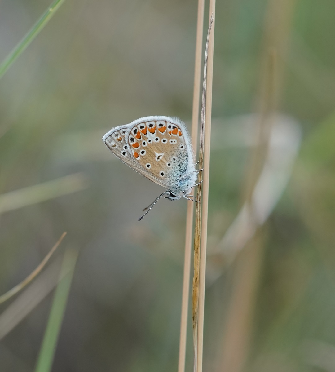 Icarusblauwtje / Common Blue