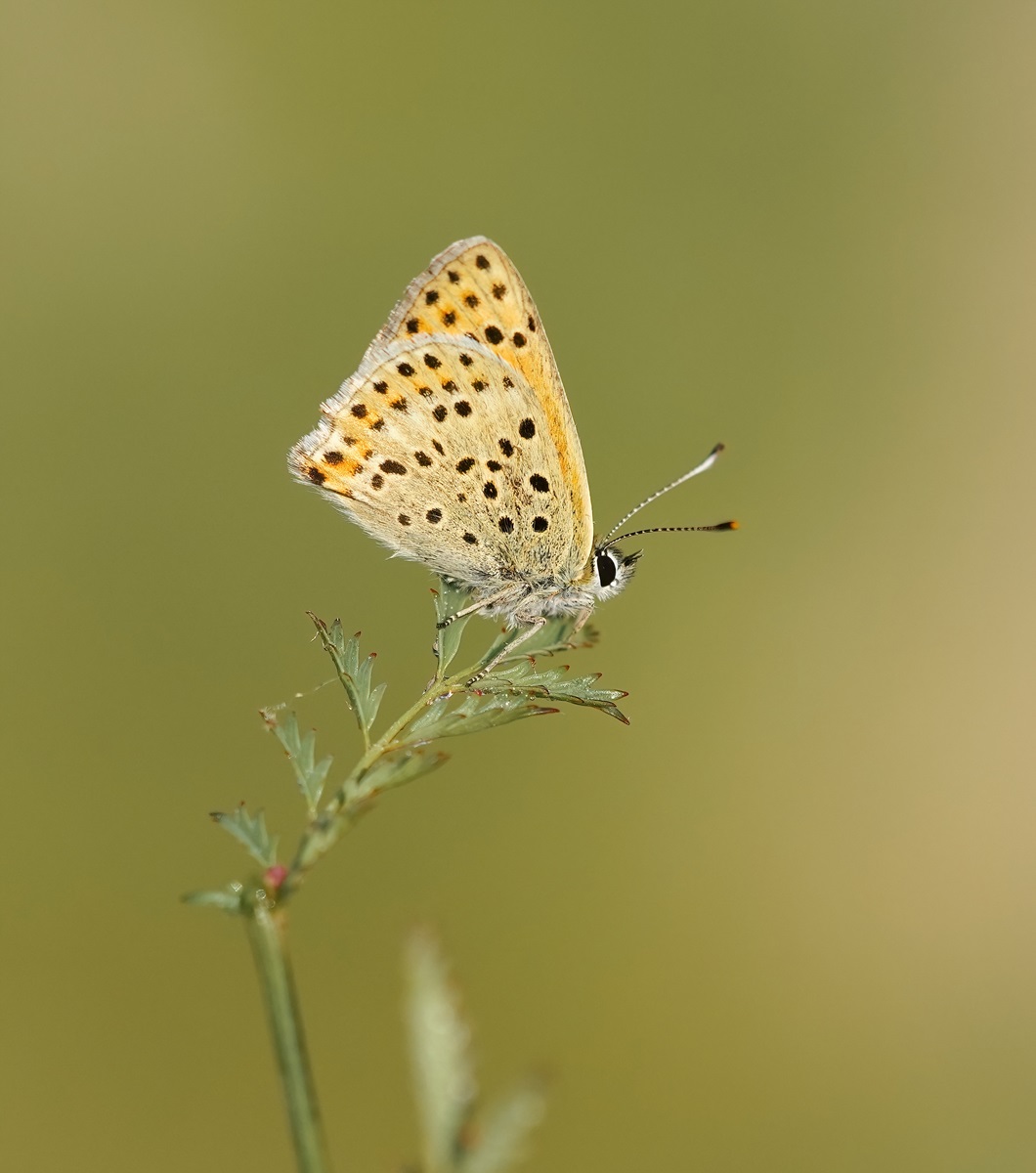 Iberische Bruine Vuurvlinder / Iberian Sooty Copper