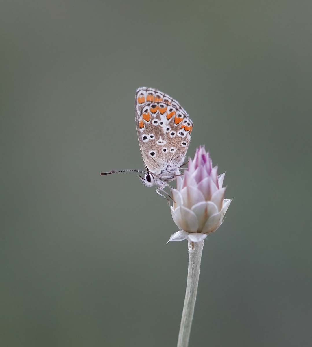Moors Bruin Blauwtje / Southern Brown Argus