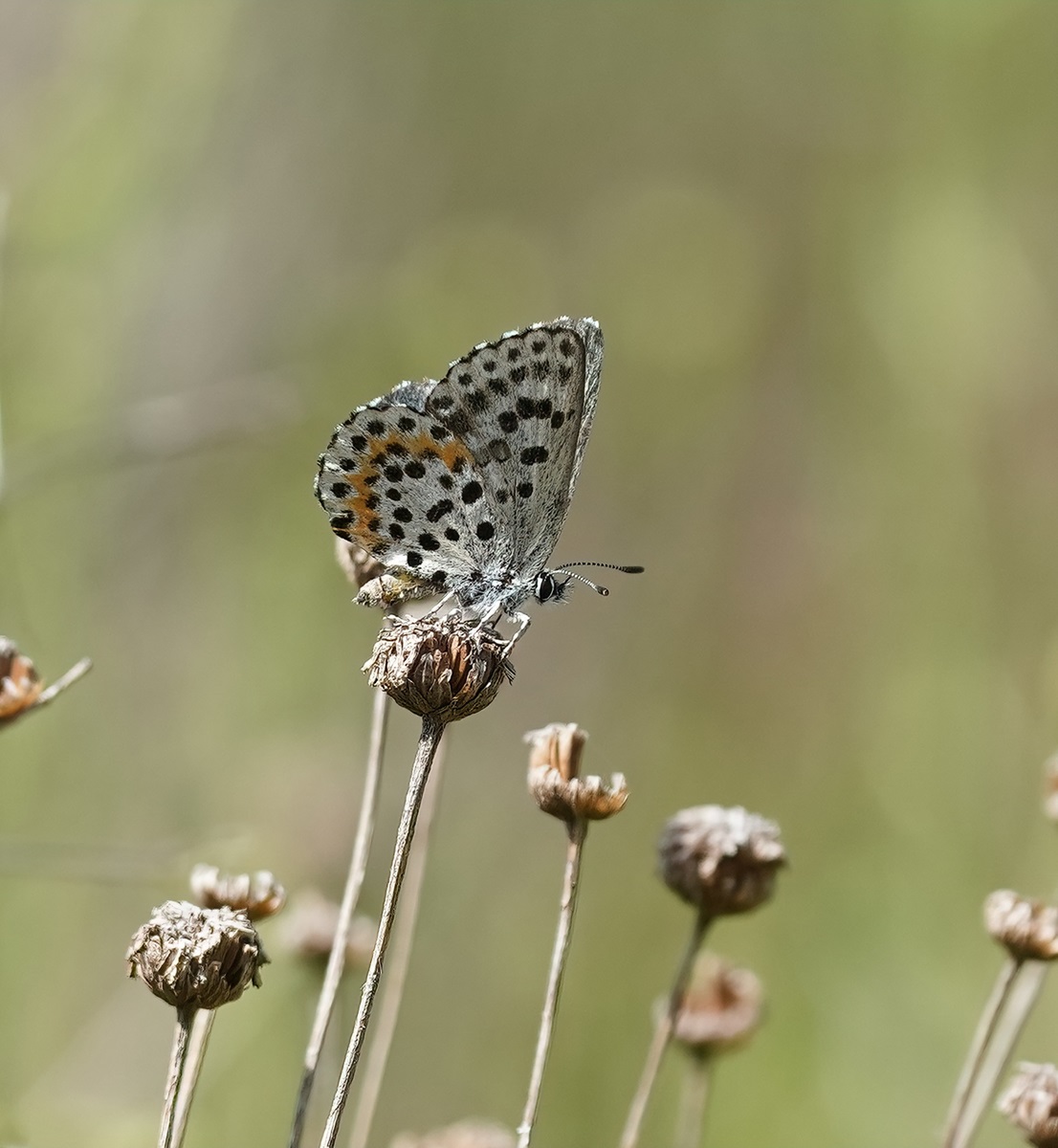 Vetkruidblauwtje / Chequered Blue