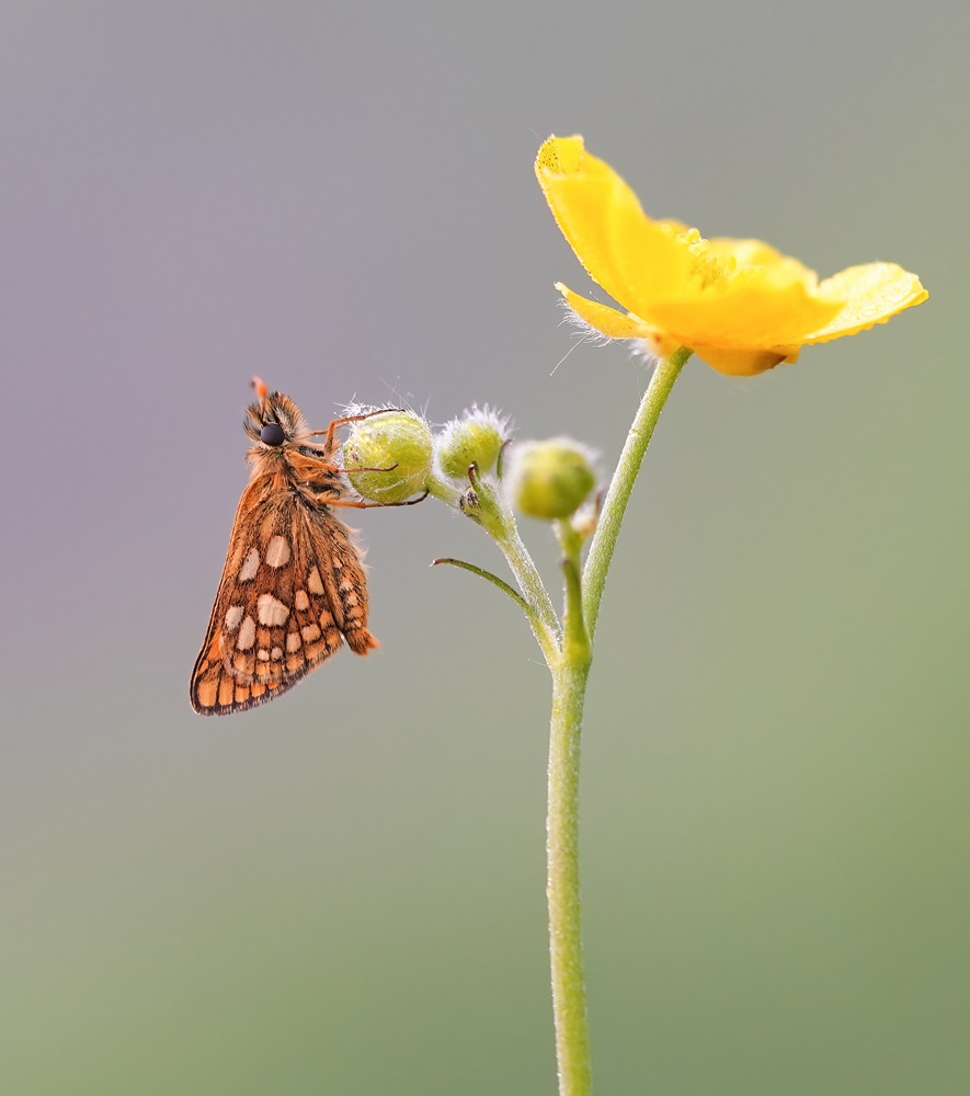 Bont Dikkopje / Chequered Skipper
