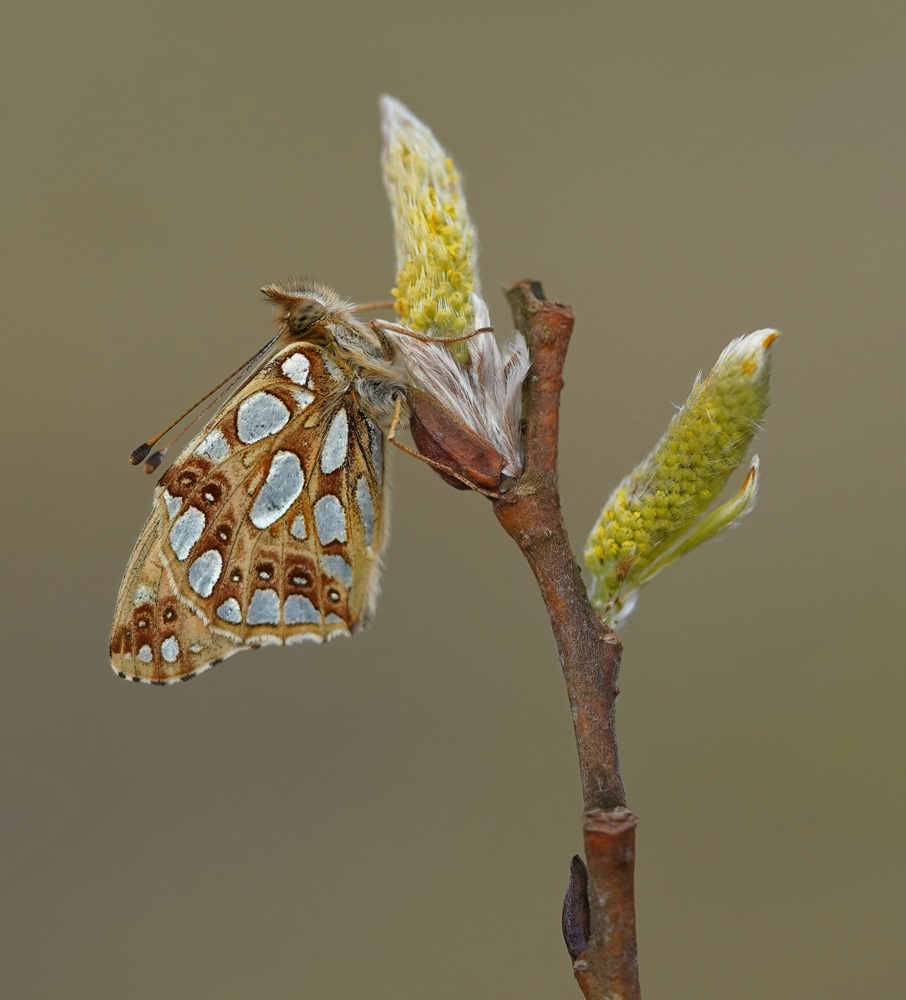 Kleine Parelmoervlinder / Queen of Spain Fritillary