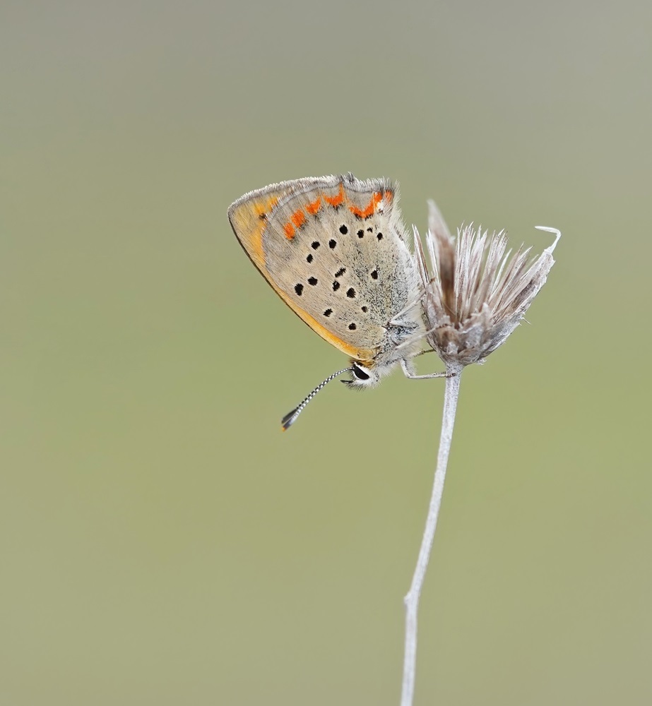 Griekse Vuurvlinder / Grecian Copper