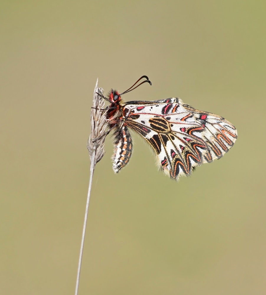 Zuidelijke Pijpbloemvlinder / Southern Festoon