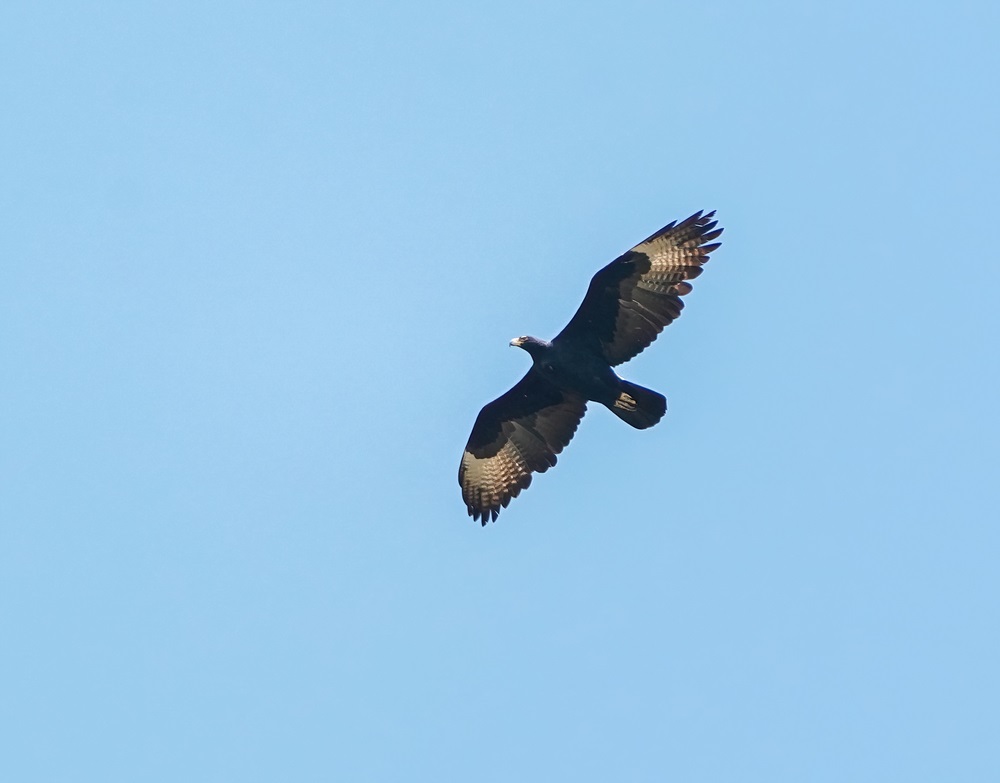 Witkruisarend / Verreauxs Eagle
