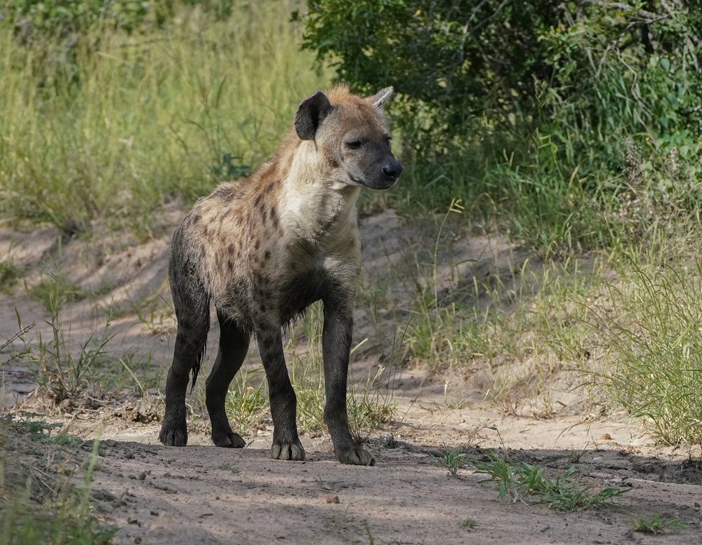 Gevlekte Hiëna / Spotted Hyena