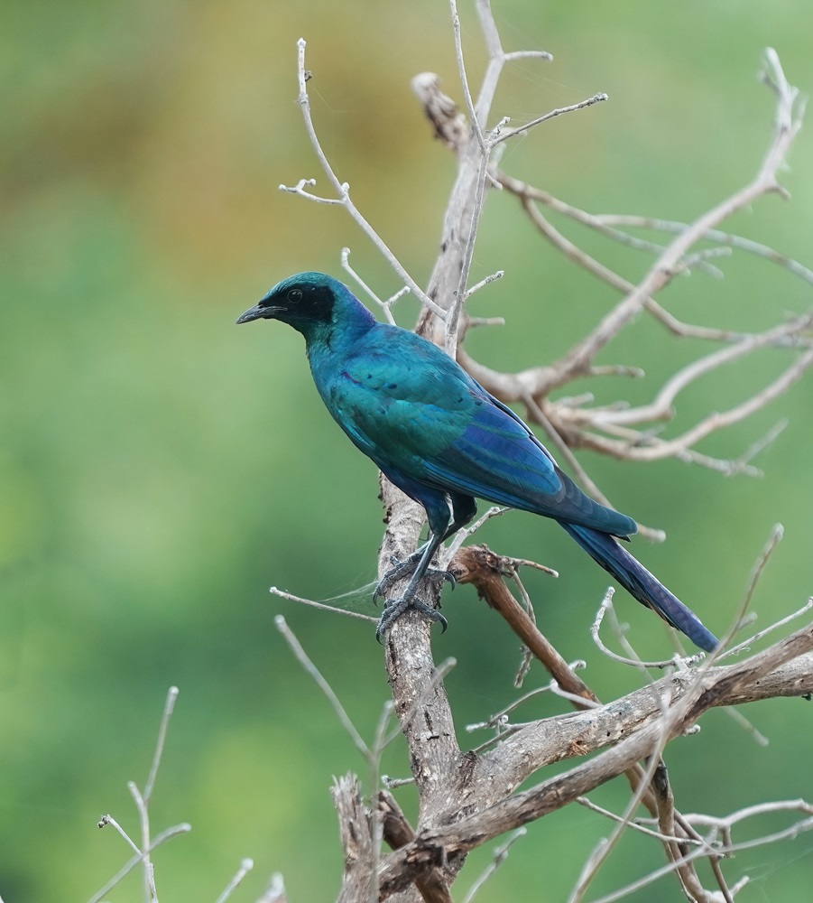 Grootglansspreeu / Burchells Starling