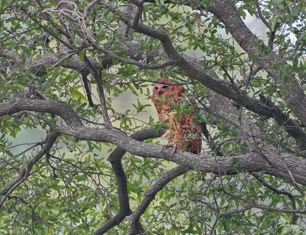 Visuil / Pels Fishing Owl