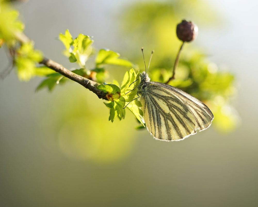 Klein Geaderd Witje / Green-veined White